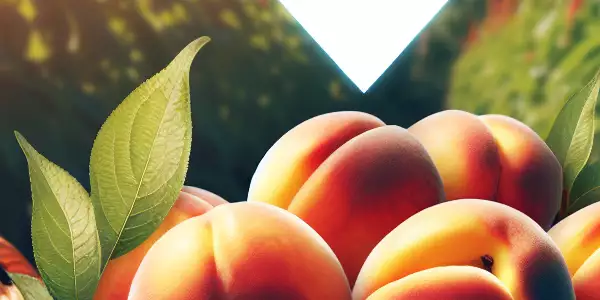 一篮新鲜桃子，阳光明媚的夏季花园中。